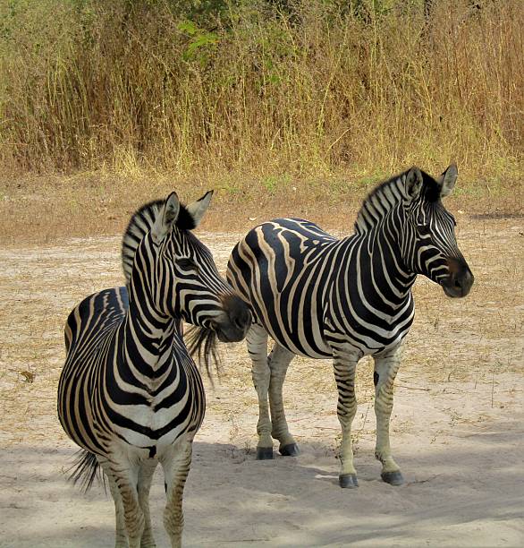 Photograph of two plains zebras (Equus quagga) standing in their natural savannah habitat. The image highlights the black and white striped coat pattern, with a softly blurred background emphasizing the animal’s distinctive markings. Captured in the wild during a safari in Africa, this wildlife portrait conveys the beauty and contrast of the natural world.