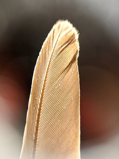 istock close up macro detailed bird feather with bright light 2232143380