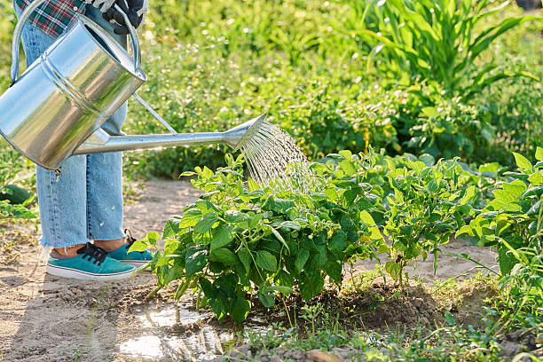 istock Watering beans plants with garden watering can, growing on ground 2232143623
