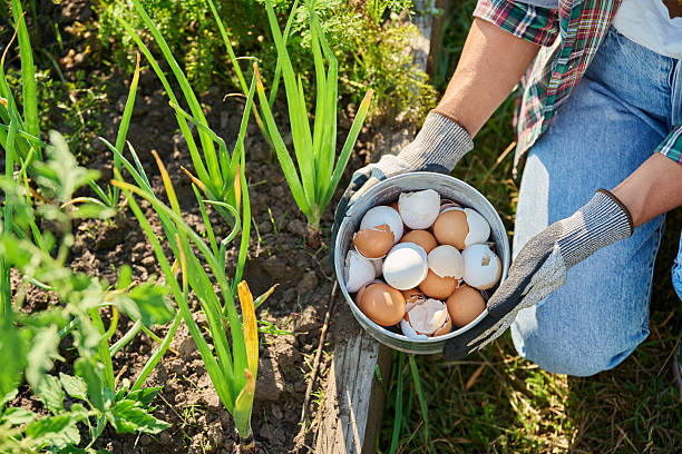 istock Fertilizing onion plants with eggshells, outdoor kitchen vegetable garden 2232143670