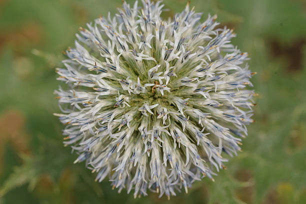 This close-up photograph captures the intricate beauty of a globe thistle flower head. The spiky, spherical bloom showcases delicate, white and blue florets against a soft, blurred green background, creating a natural and serene botanical image perfect for nature-themed projects.