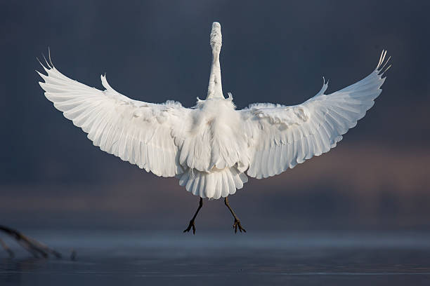 istock A beautiful white heron, with spread wings, resembling a great white angel 2232145758
