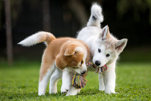 Alaskan Malamute and Akita Inu at play.