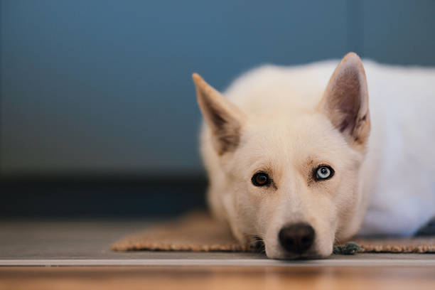 A white dog lying flat on a wooden floor, staring ahead calmly. Represents relaxation, patience, and the bond between pets and home.