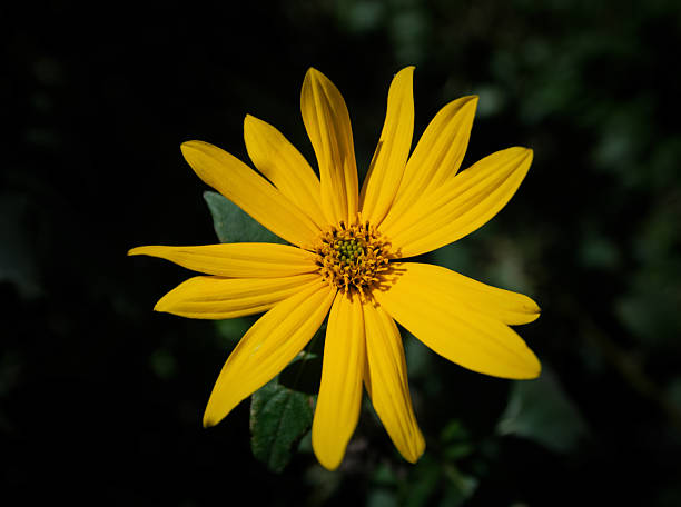 istock Flower blooming in nature's embrace. 2232152513