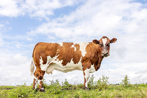 istock Mature cow, side view, meat beef cattle standing on green grass, a blue sky 2232153460