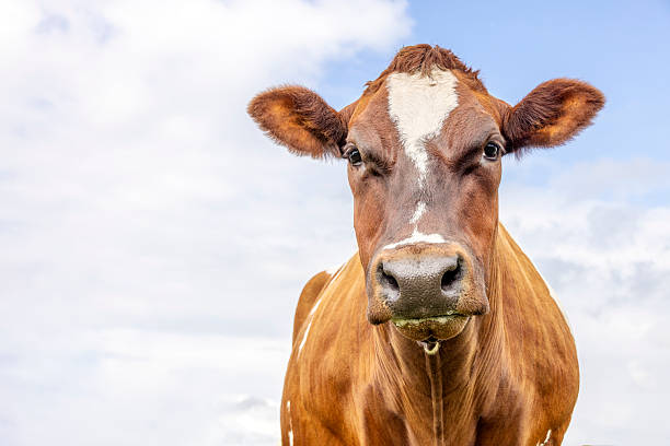 istock Brown cow, beef and dairy dual purpose, medium head shot, looking at camera 2232153472