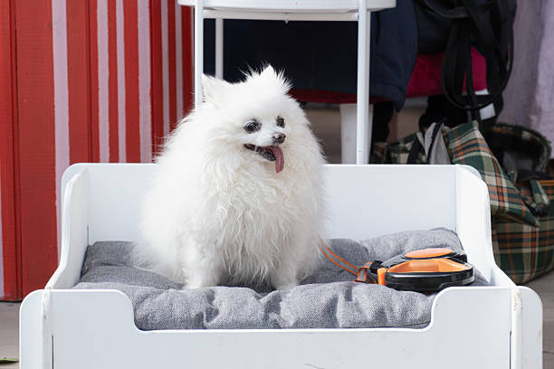 Groomed white dog, likely a Pomeranian, sitting in a soft designer dog bed with a retractable leash nearby, representing pampered pet care, comfort and modern pet ownership