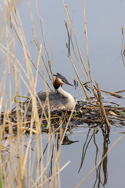 Portrait of Great crested grebe (podiceps cristatus) on his nest with a bedding of aquatic plants
