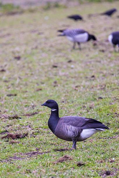 istock Black Brant goose Schiermonnikoog The Netherlands 2232154632