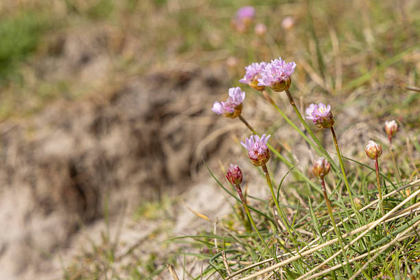 Sea thrift or Armeria maritima growing between the sand dunes at Wadden island Schiermonnikoog The Netherlands
