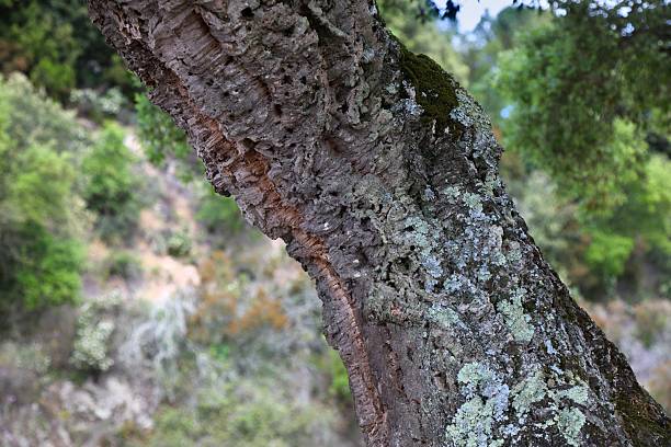 Piece of cork tree bark with corks on it. Cork oak orchard in the background.
