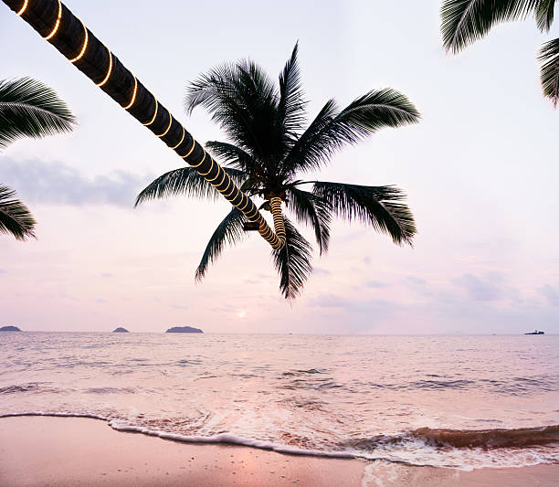 Palm trees with string lights are decorating the tropical beach as gentle waves are rolling onto the sandy shore at twilight