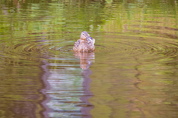 istock A portrait of a mallard duck 2232159767