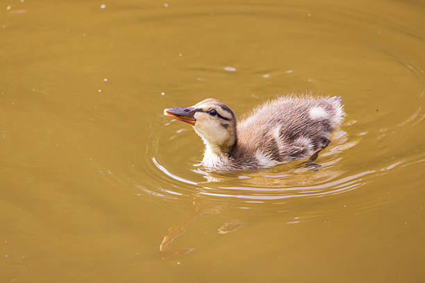A portrait of a cute mallard duck
