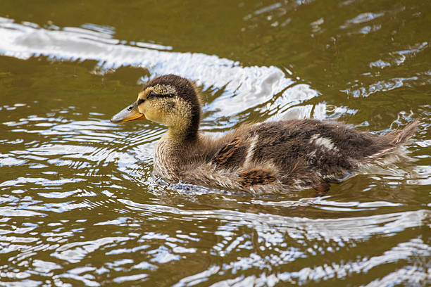 A portrait of a cute mallard duck