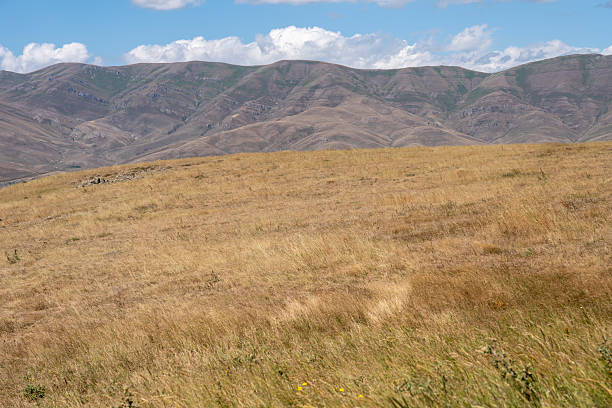 Tranquil Landscape with Rolling Hills and Dry Golden Grass