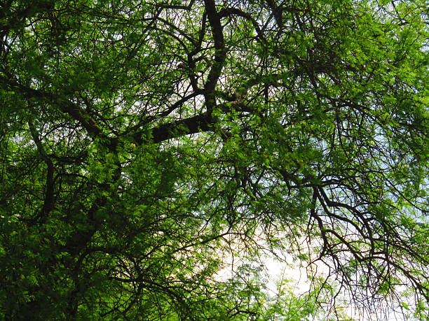 tree branch and leaves nature background, organic greenery texture