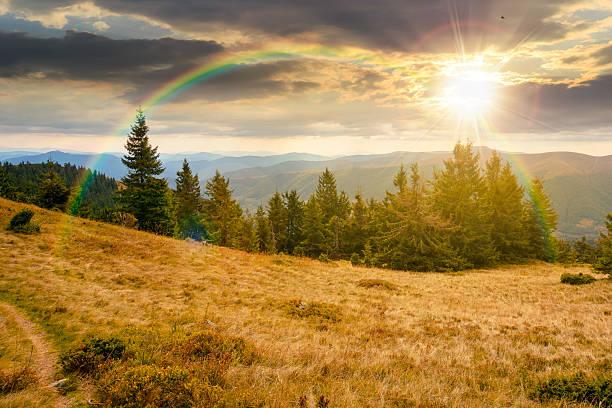 istock fir trees on a meadow down the hill to coniferous forest in mountains at sunset 2232167750