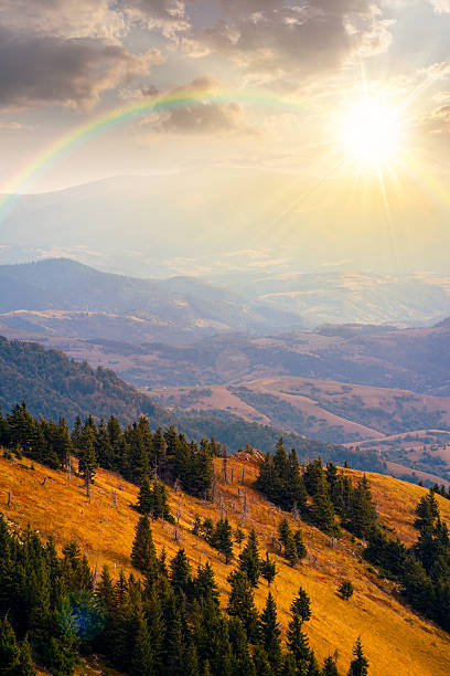 istock fir trees on a meadow down the hill at sunset 2232167751