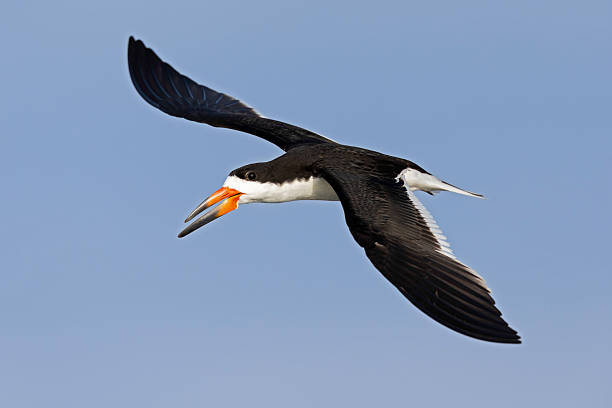 A large tern-like bird flying in front of a blue sky