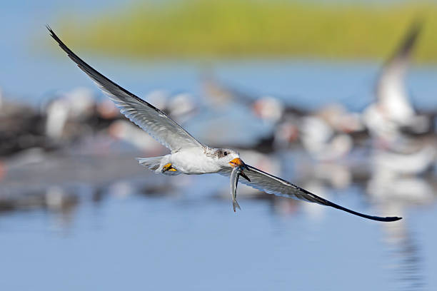 A large tern-like bird flying above water and a fish in its beak.