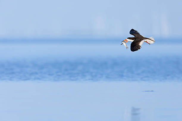 istock An American black skimmer (Rynchops niger) in flight with a huge fish. 2232169128