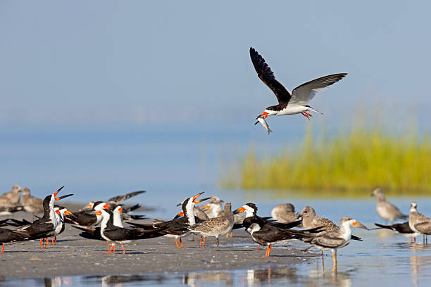 A large tern-like bird flying above water and a fish in its beak.