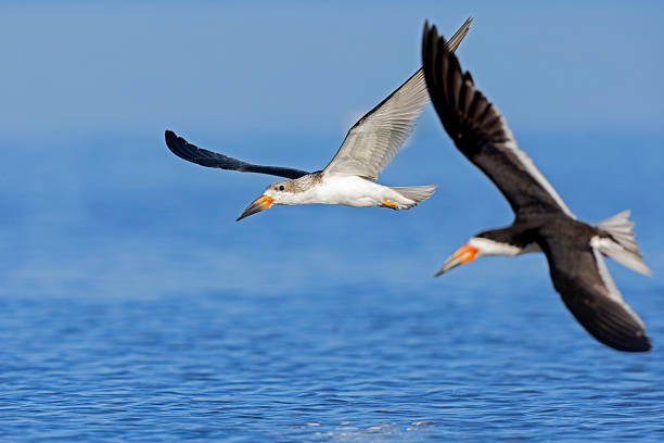 A large tern-like birds flying in front of a blue sky
