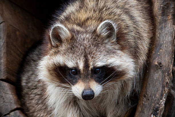 A raccoon sitting in an artificial hollow on the tree and looking at camera