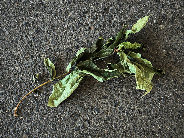 istock Withered and rotting weeds on concrete02 2232169393