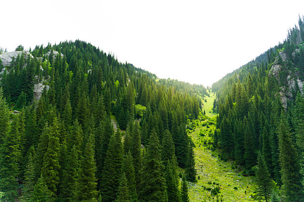 Mountains, rivers, grasslands, continuous ranges of mountains, lush forests, and the blue sky