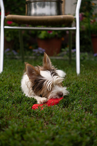 istock Dog chewing red toy on green grass Vertical 2232170292