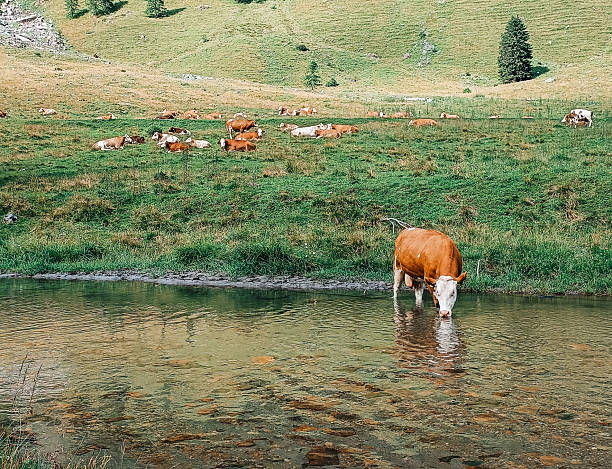 Cow in the field grazing