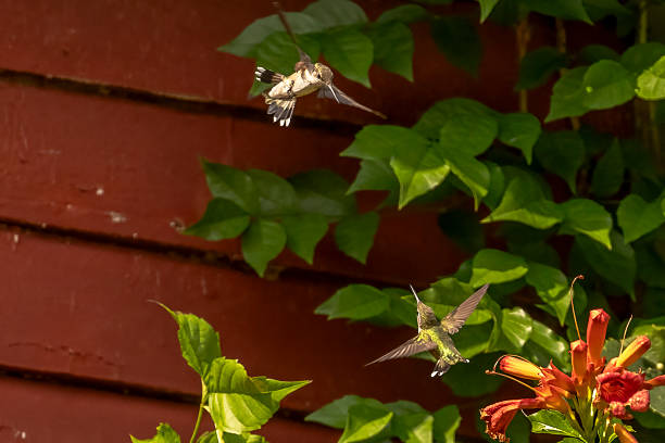 Two female Ruby-throated Hummingbirds fight over territory