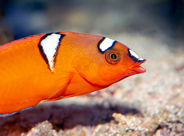 istock Wrasse fish,Red Coris Wrasse 2232171230