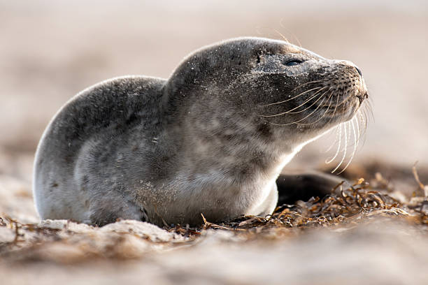 istock Seal on the beach on the Baltic Sea 2232172594