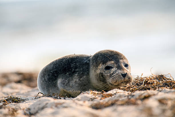 istock Seal on the beach on the Baltic Sea 2232172634