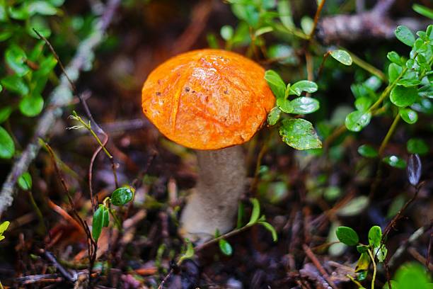 Vibrant Orange Cap Mushroom in Forest Floor Setting
