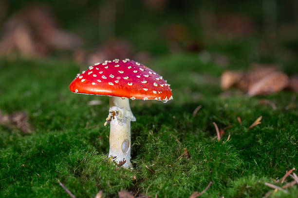 Red fly agaric mushroom in its natural environment on the forest floor, a wonderful poisonous mushroom
