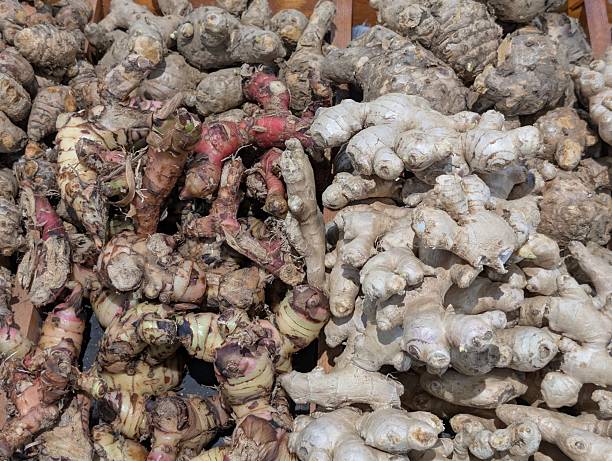 Fresh ginger (Zingiber officinale) and galangal (Alpinia galanga) roots are displayed at a traditional market