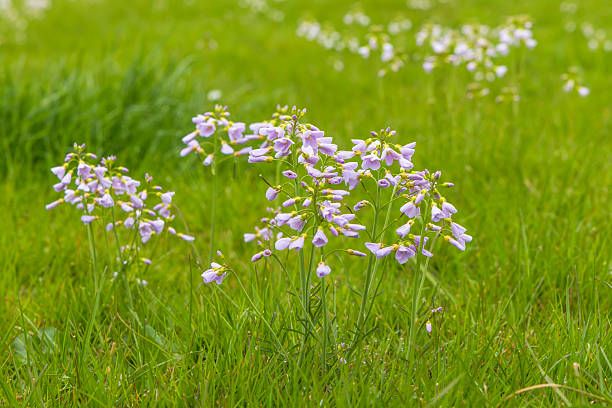 istock Cuckoo flower in full bloom 2232173746