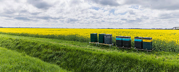 Beehives at yellow Rapeseed field in full bloom in Oldambt in Groningen The Netherland