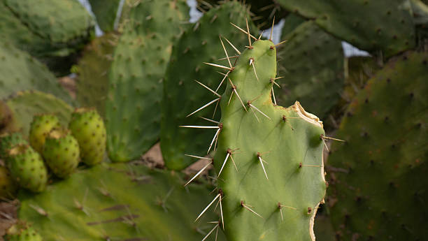 istock Fresh prickly pear cactus fruits growing on plant 2232174646