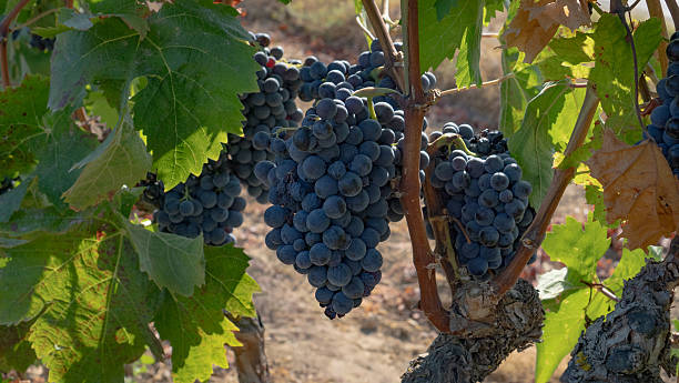 istock Ripe black grapes hanging on vine in vineyard 2232175300