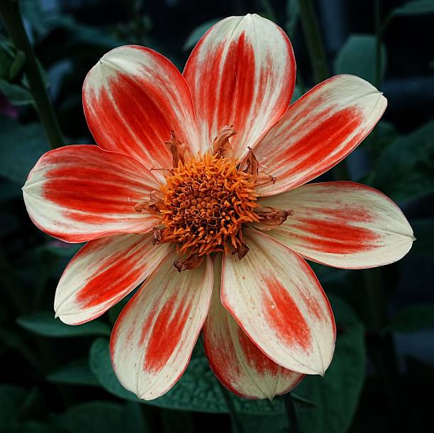With a multitude of different colors, shapes and sizes, Dahlias bring life and beauty to your garden in summer and fall. The diversity of the Dahlia allows you to use them in many different aspects of your landscape design, from low growing border plants to stately background plantings. Dahlia is said to be Queen of cut flowers.