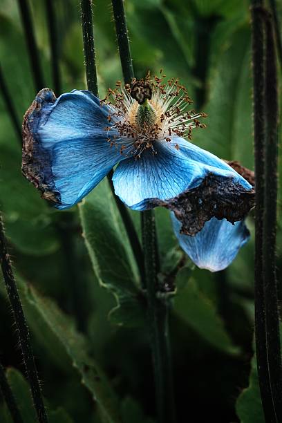 Close-up of a vibrant blue flower with detailed petals and green foliage in the background.
