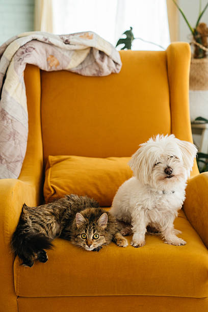 istock White Dog and Cat on Yellow Chair 2232177148