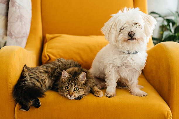 Fluffy white dog and tabby cat relaxing together on mustard yellow armchair, cozy home interior, adorable mixed pets bonding, domestic lifestyle concept