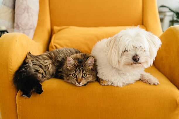 Tabby cat and white fluffy dog sitting calmly on yellow chair, looking forward, peaceful domestic pet moment, cozy home life with animals
